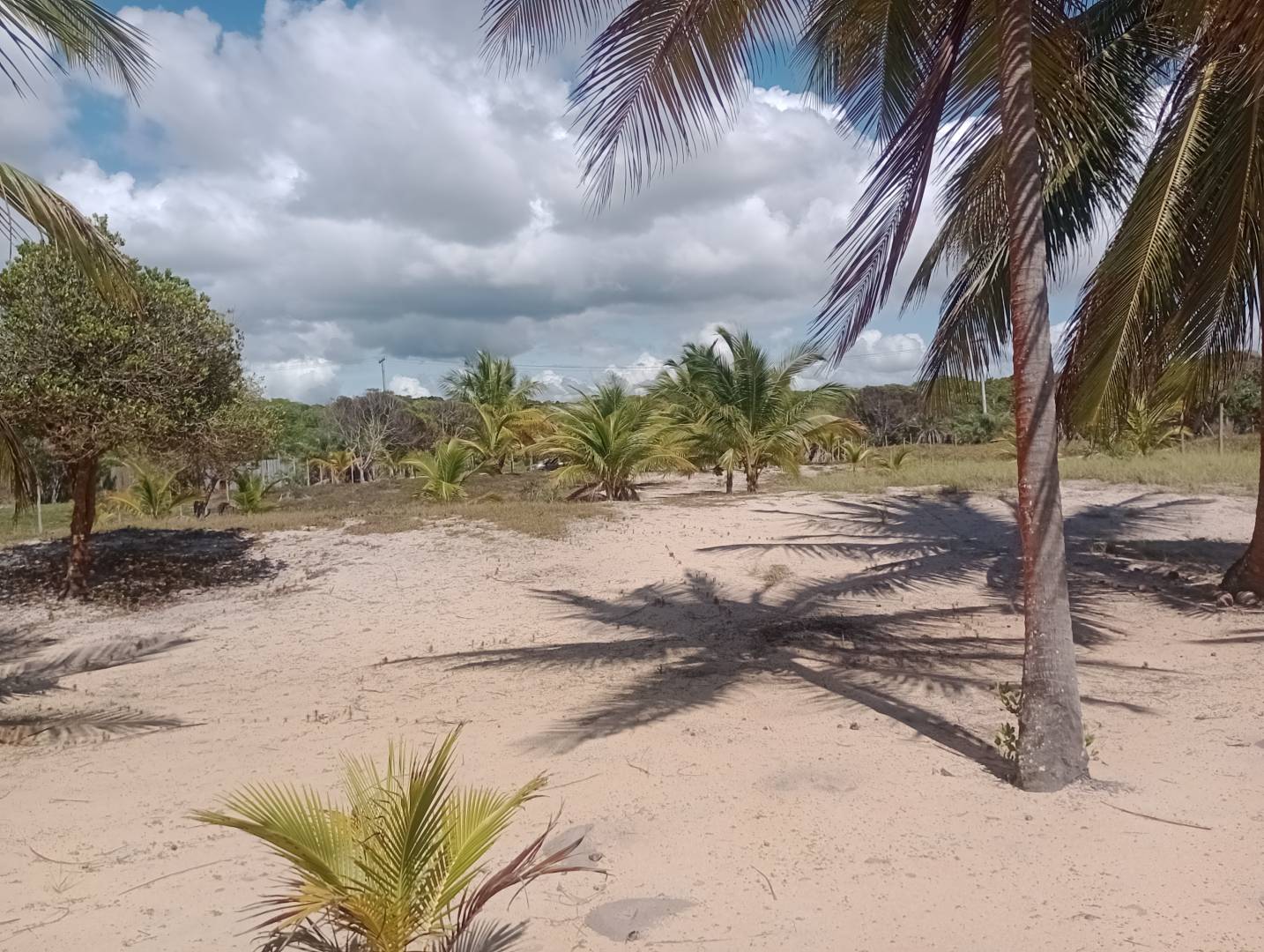 Terreno, 4 hectares - Foto 3