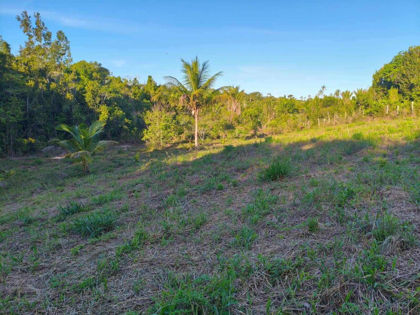 Terreno, 3 hectares - Foto 1