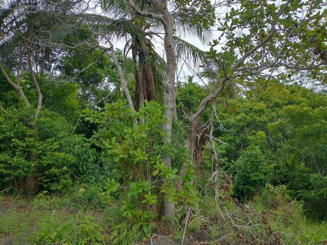 #42 - Área para Venda em Belmonte - BA
